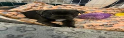 Staffordshire Bull Terrier dogs for sale: 👉 KC Blue Staffy Puppies – DNA Clear🔥 - Advert 3