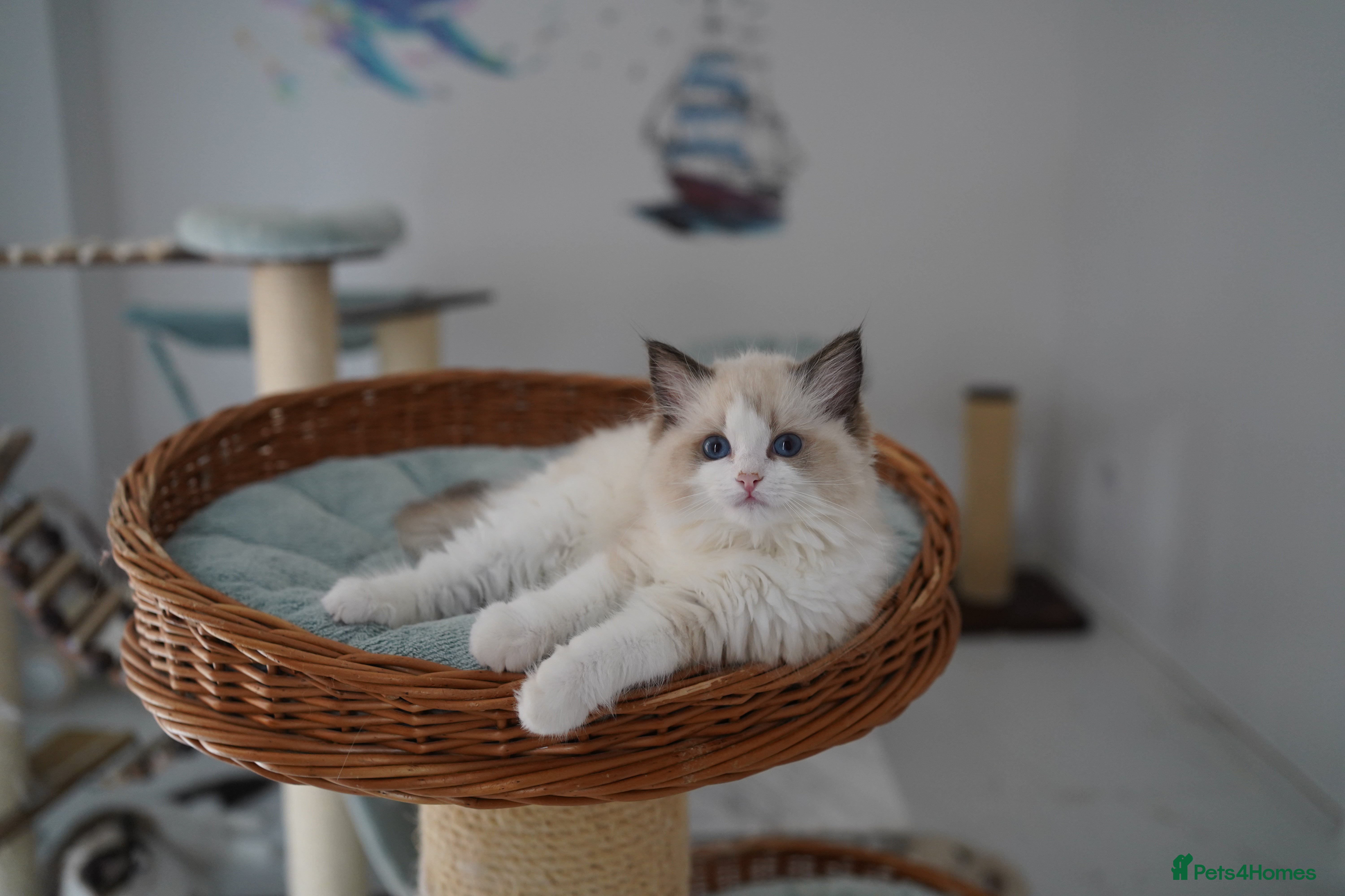 Ragdoll cats TICA registered kittens - Advert 6
