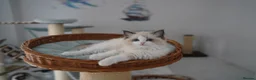 Ragdoll cats for sale: TICA registered kittens - Advert 4
