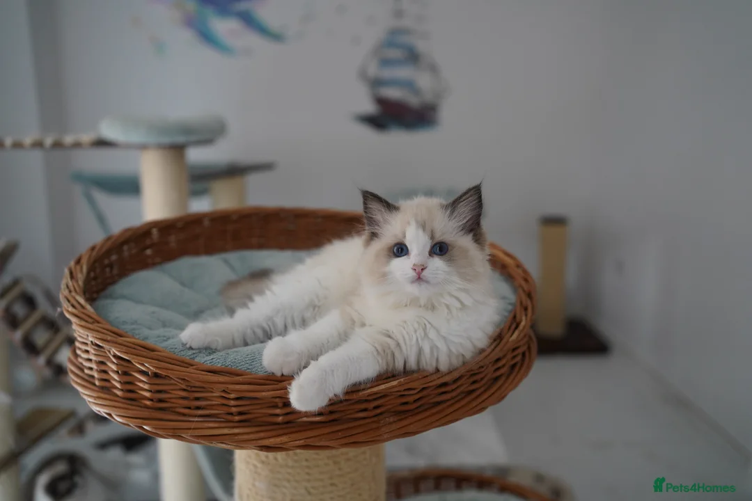 Ragdoll cats for sale: TICA registered kittens - Advert 1