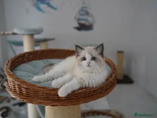 Ragdoll cats TICA registered kittens - Advert 6