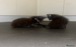 Mixed Breed cats for sale: 4 Black + Black and white kittens for sale! - Image 8