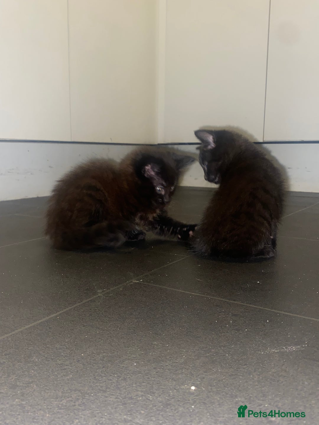 Mixed Breed cats for sale: 4 Black + Black and white kittens for sale! - Image 8