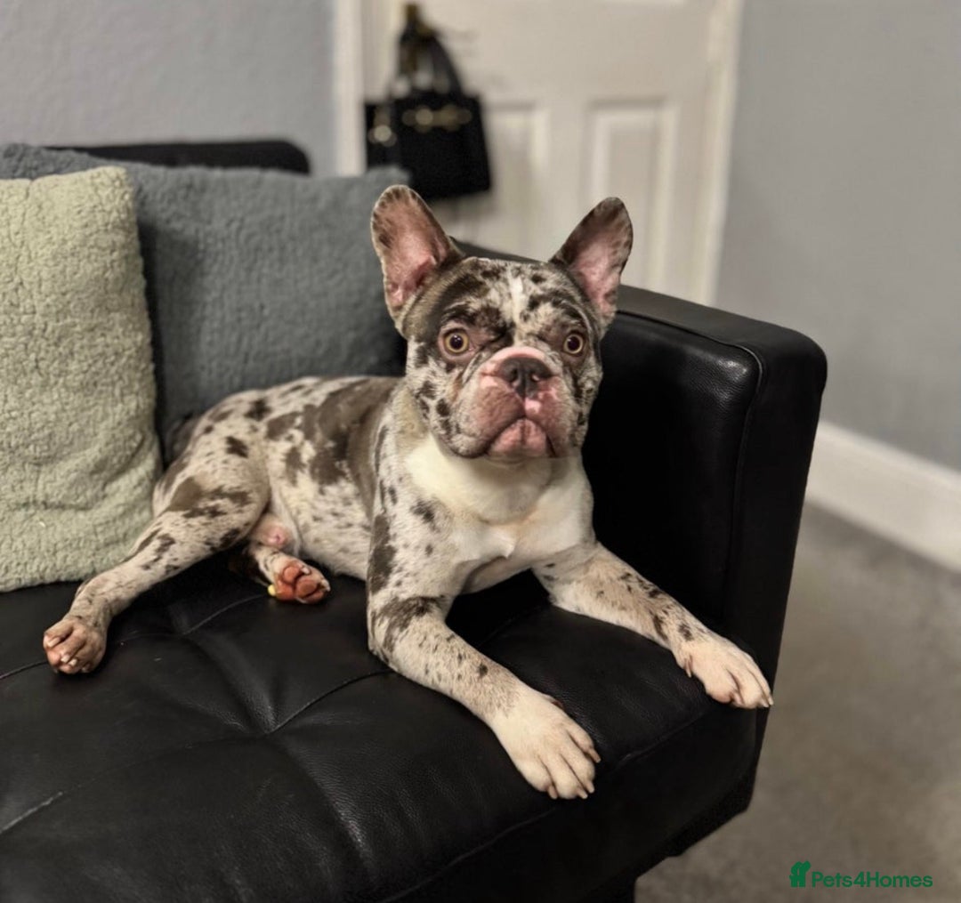 French Bulldog dogs for sale: French bulldog - Advert 2