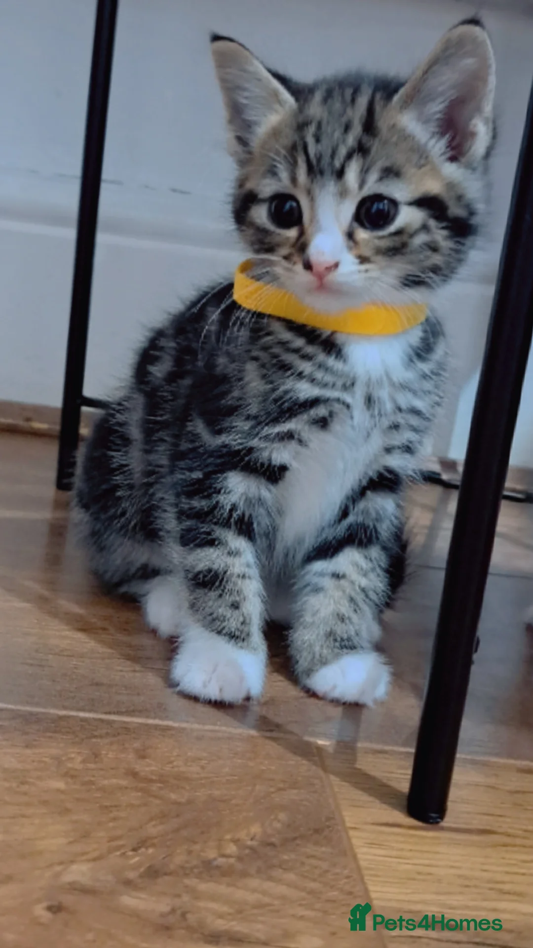 Mixed Breed cats for sale: Kittens  - Advert 4