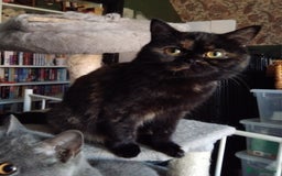 British Longhair cats for sale: Beautiful Black tortie British Longhair - Image 3