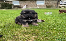 German Shepherd dogs for sale: Gorgeous German Shepherd pups - Image 6