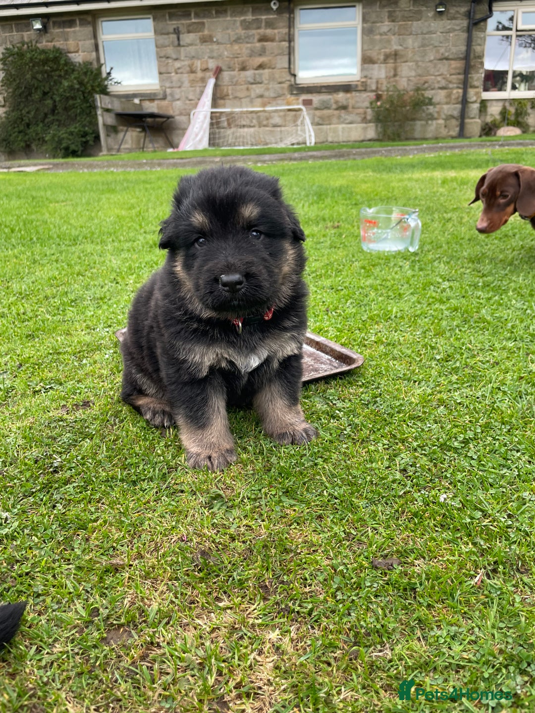 German Shepherd dogs for sale: Gorgeous German Shepherd pups - Image 6