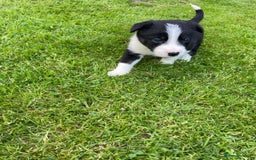 Border Collie dogs for sale: *BORDER COLLIE PUPPIES*⚫️⚪️🟤 - Image 13
