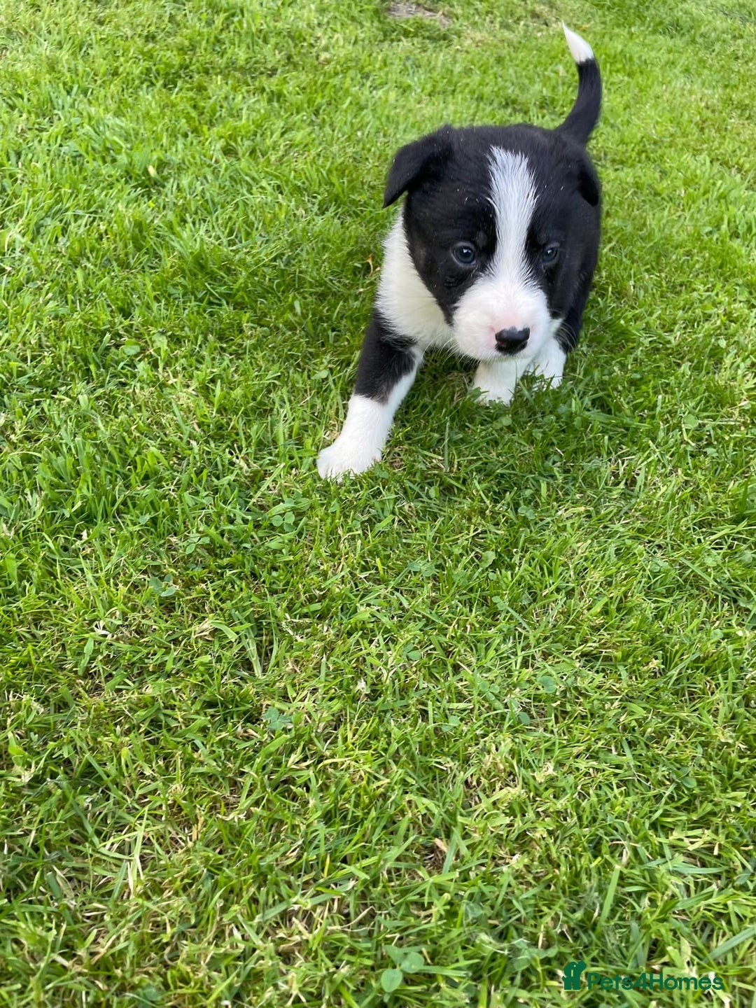Border Collie dogs for sale: *BORDER COLLIE PUPPIES*⚫️⚪️🟤 - Image 13