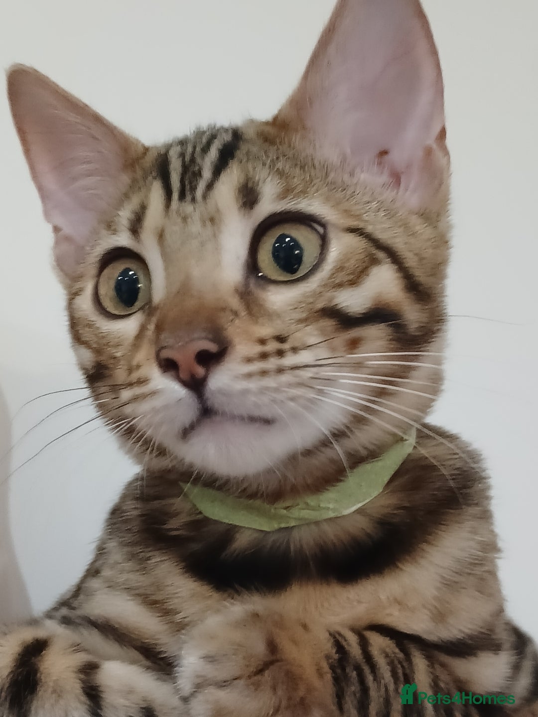 Bengal cats for sale: 3 Beautiful Bengal Kittens for sale - Image 4