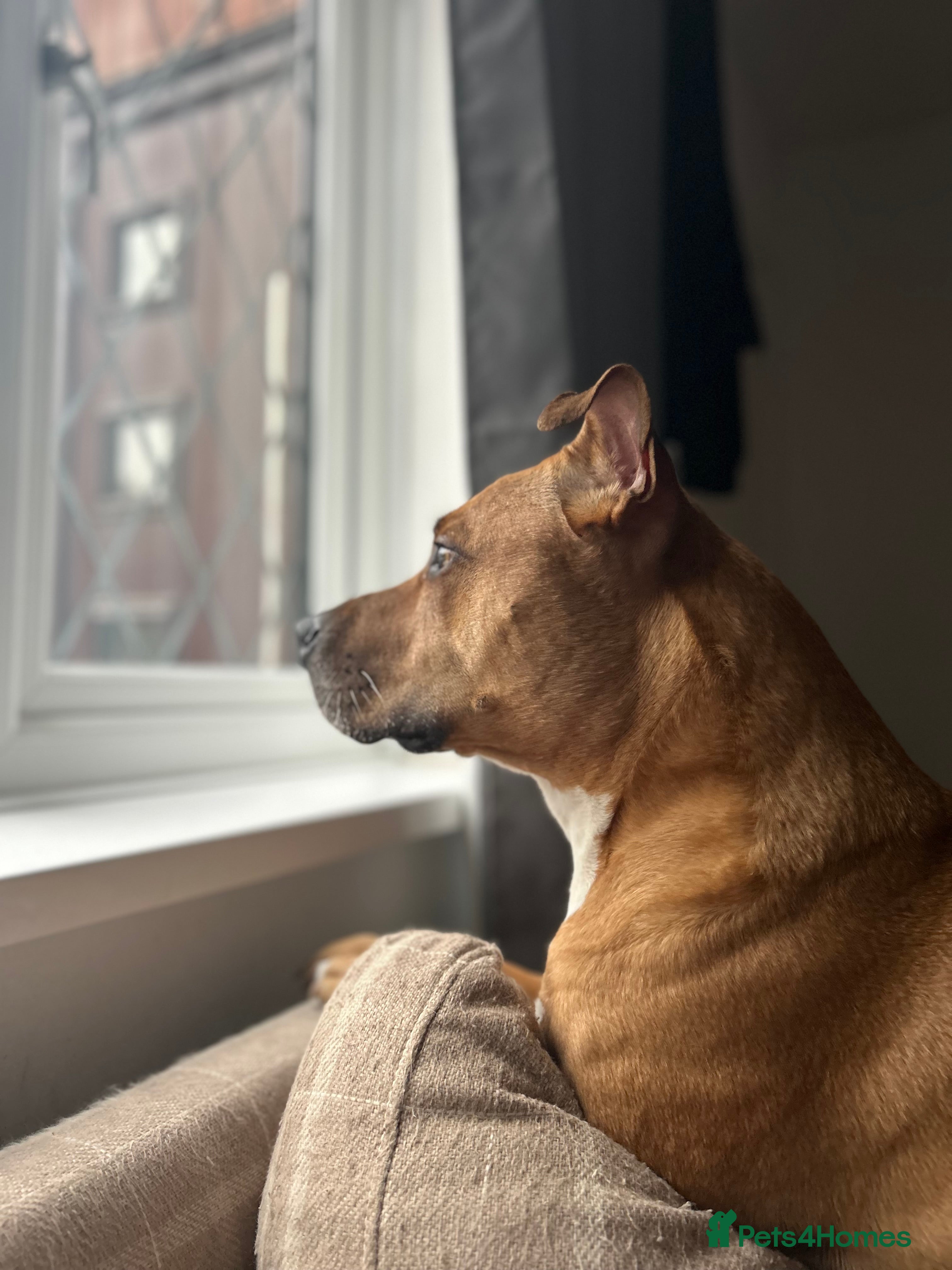 Mixed Breed dogs Rehome Bonnie  - Advert 5