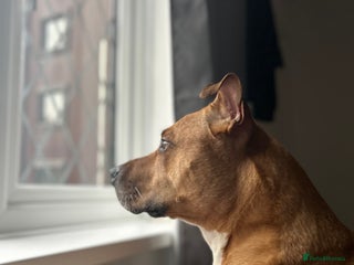 Mixed Breed dogs Rehome Bonnie - Advert 1