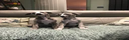 Whippet dogs for sale: Two exceptional kc registered pups available  - Advert 5