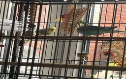 Budgerigars birds for sale: Budgies for sale  - Image 11