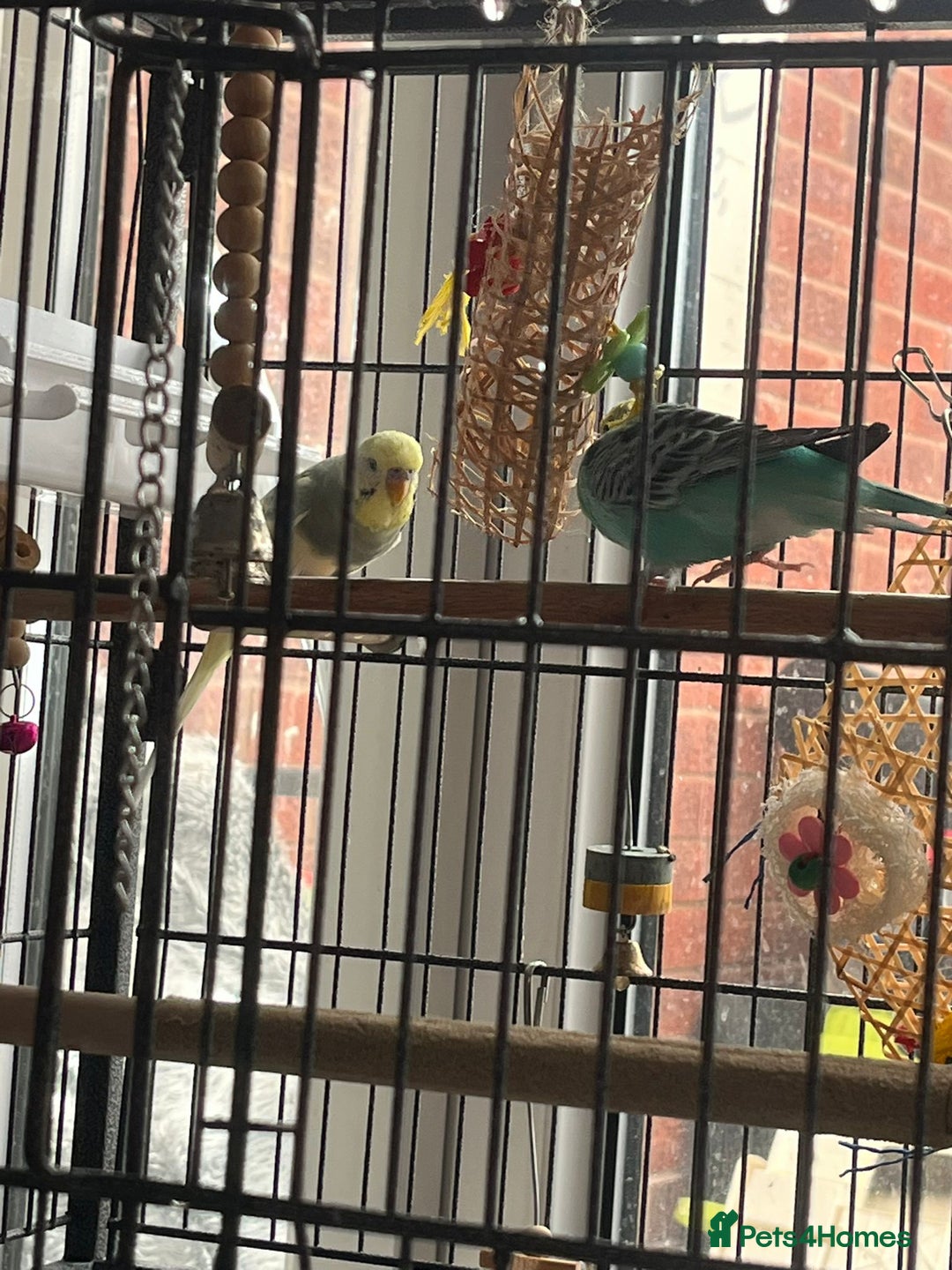 Budgerigars birds for sale: Budgies for sale  - Image 11
