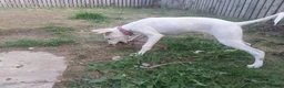 Mixed Breed dogs for sale: Absolutely beautiful almost pure Saluki girl  in Barnsley - Advert 8