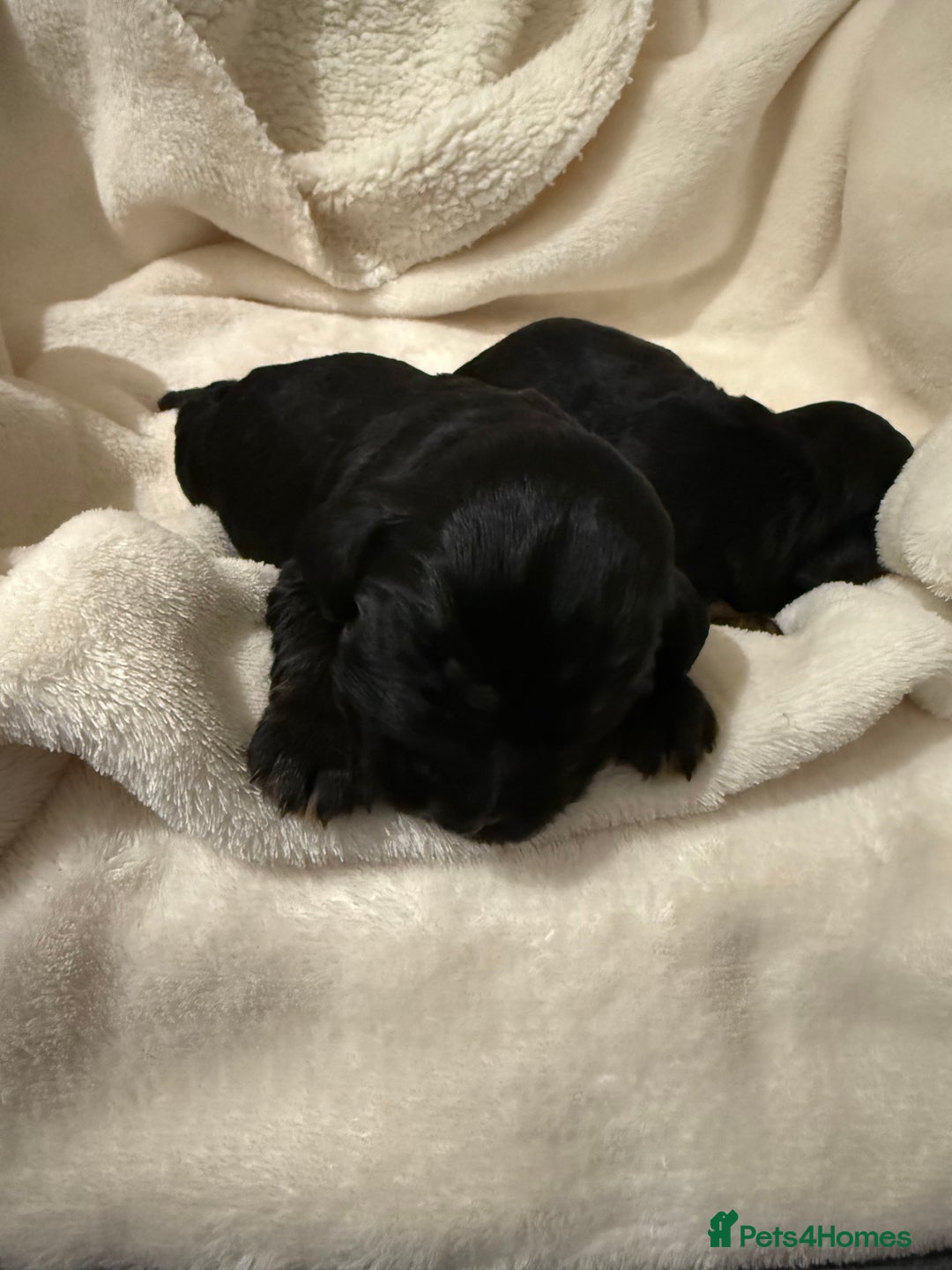 Cocker Spaniel dogs for sale: Litter of 6 adorable puppies  - Image 5