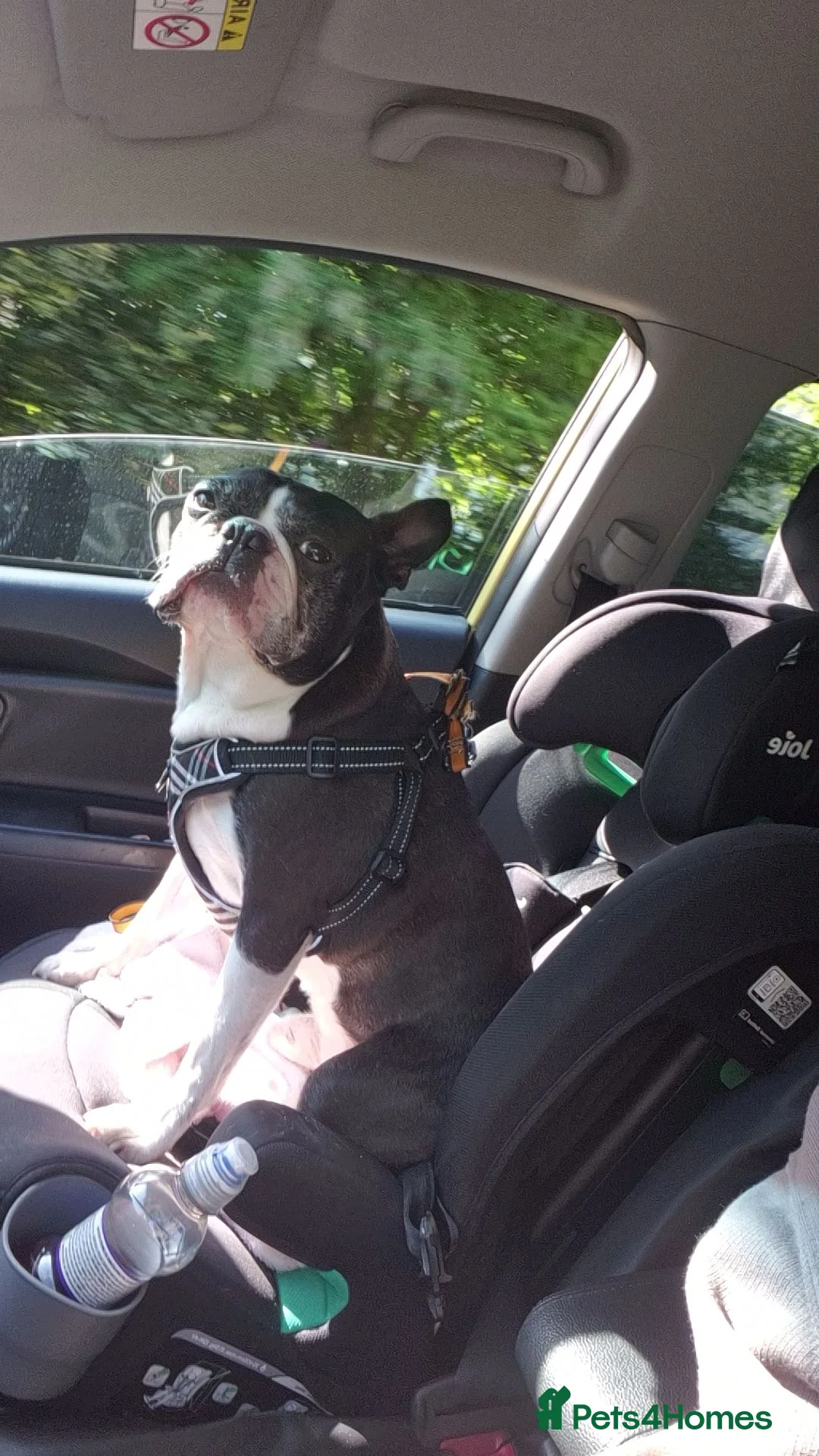 Boston Terrier dogs for stud: BOSTON TERRIER STUD - Advert 1