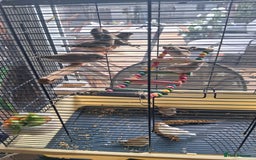 Finches birds for sale: Baby finches for sale £10 - Image 4