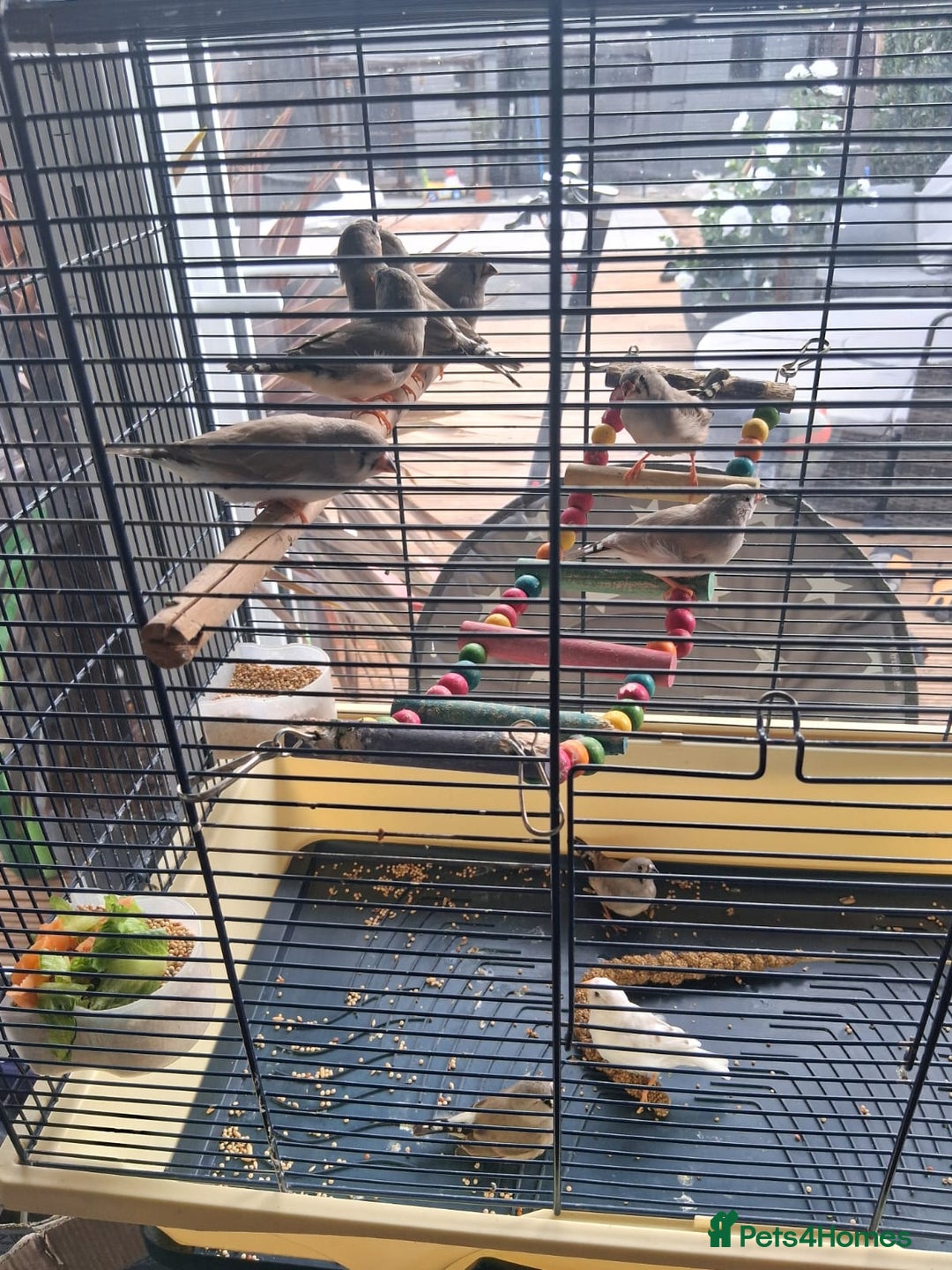 Finches birds for sale: Baby finches for sale £10 - Image 4