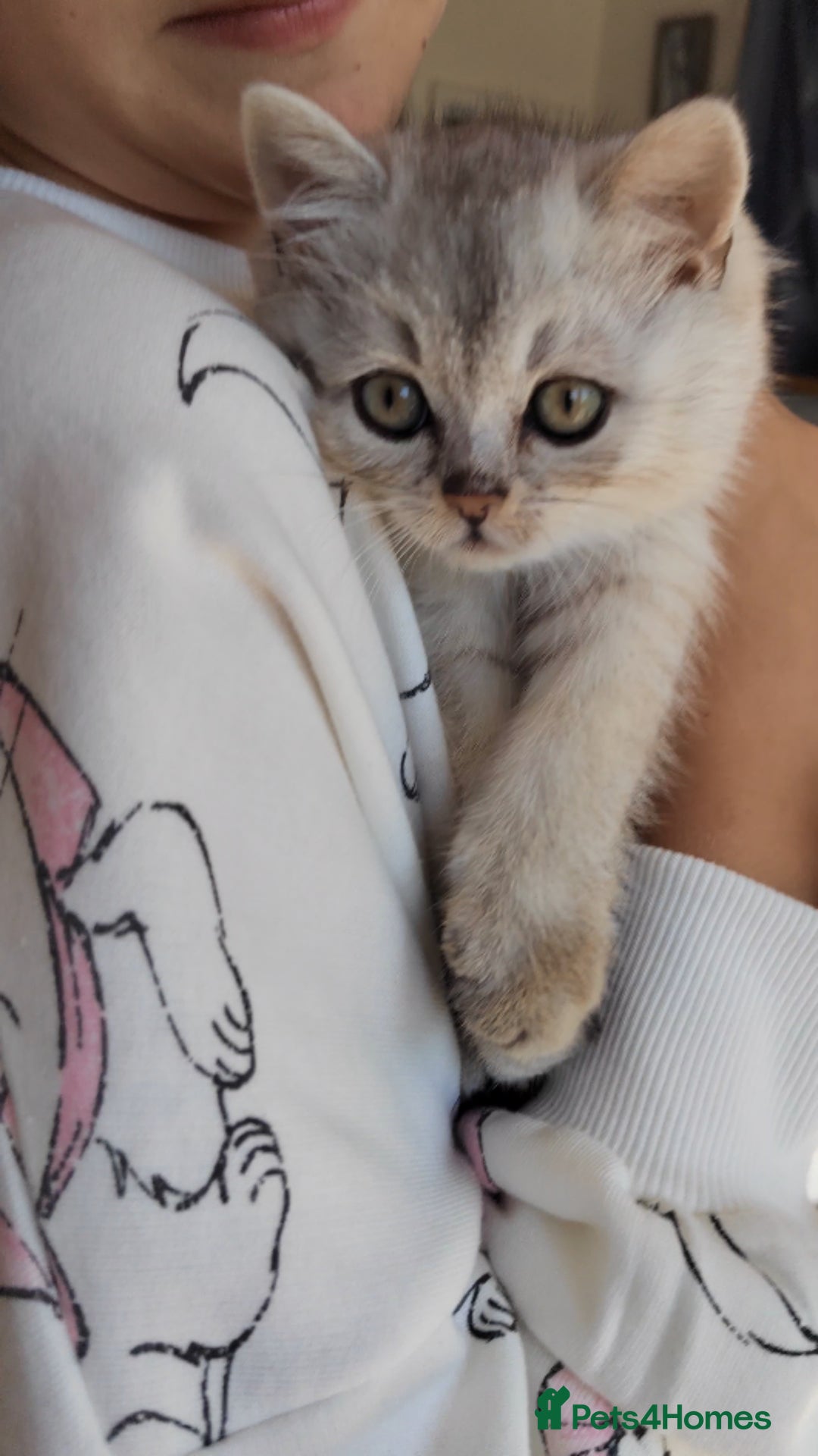 Scottish Fold cats for sale: Scottish Kittens 💜 - Image 24