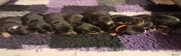 Mixed Breed dogs for sale: Gorgeous active kelpie x collie pups in Waterlooville - Advert 25