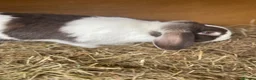 Dwarf Lop rabbits for sale: Gorgeous Dwarf Lop bunnies - 1 buck left - Advert 4