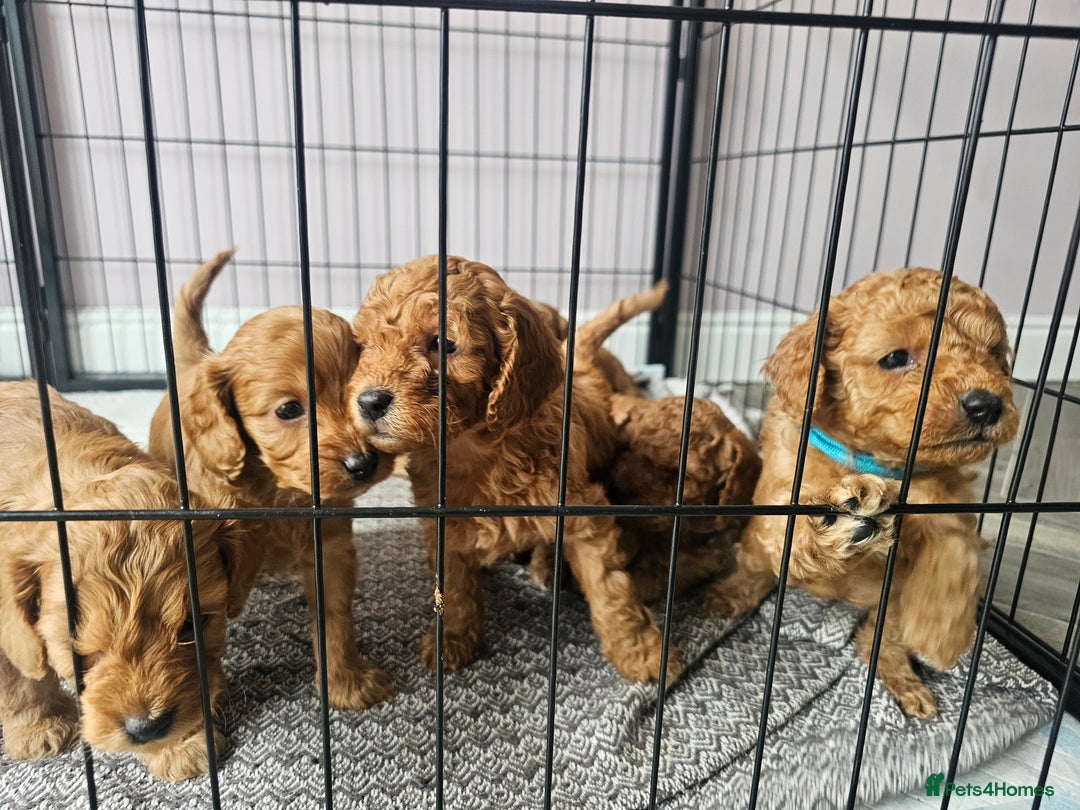 Cockapoo dogs for sale: Little teddy bears - Image 9