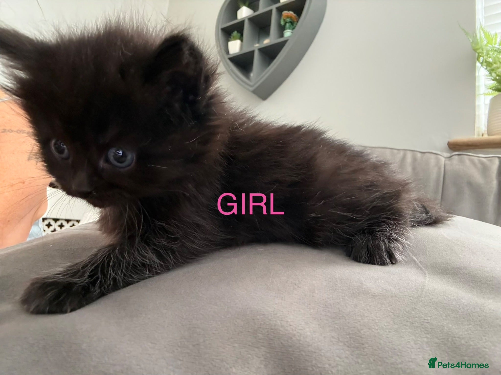 Mixed Breed cats Beautiful kittens - Advert 2