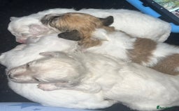 Mixed Breed dogs for sale: Bichon mix pups  - Image 1
