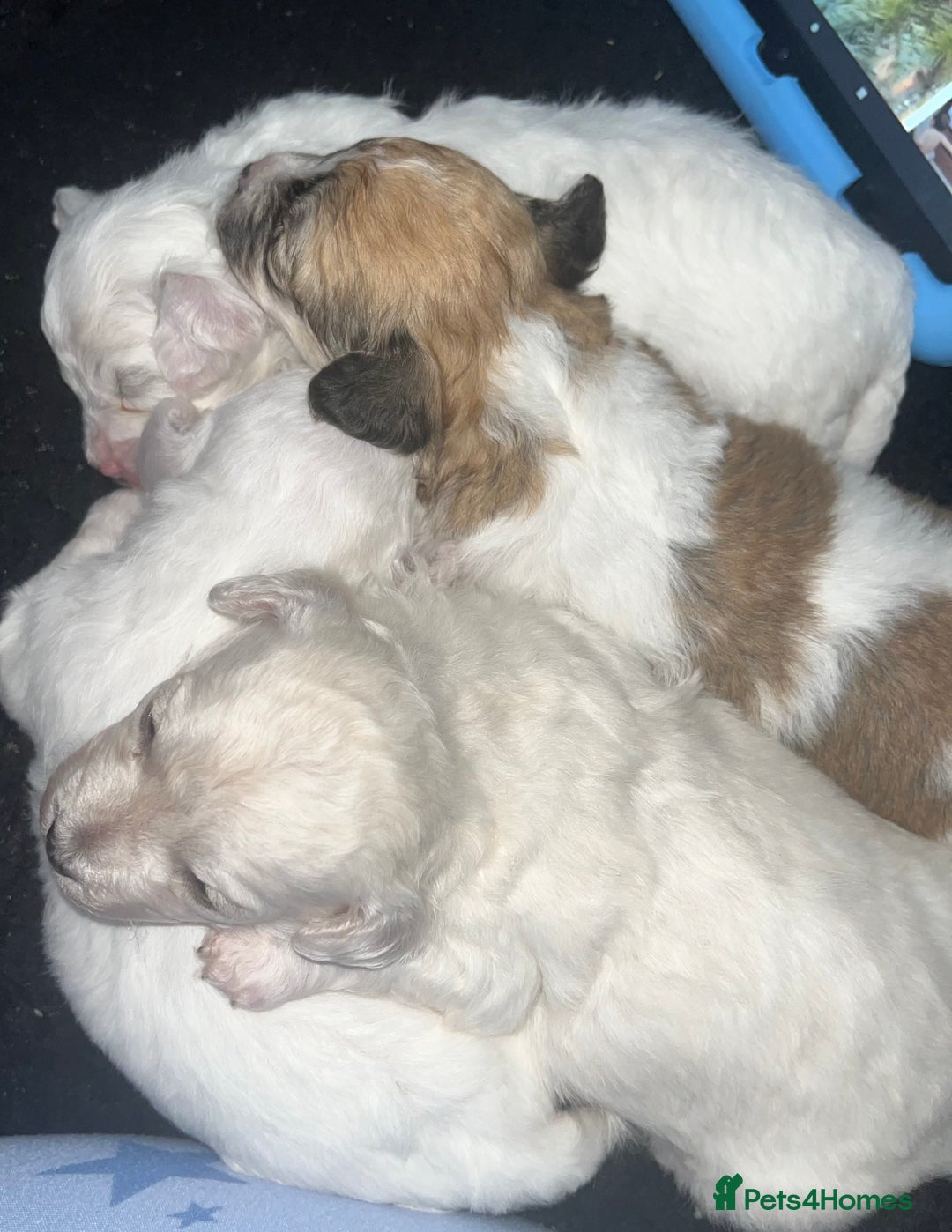Mixed Breed dogs for sale: Bichon mix pups  - Image 1