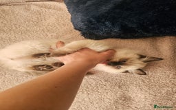 Ragdoll cats for sale: Ragdoll Kittens  - Image 3