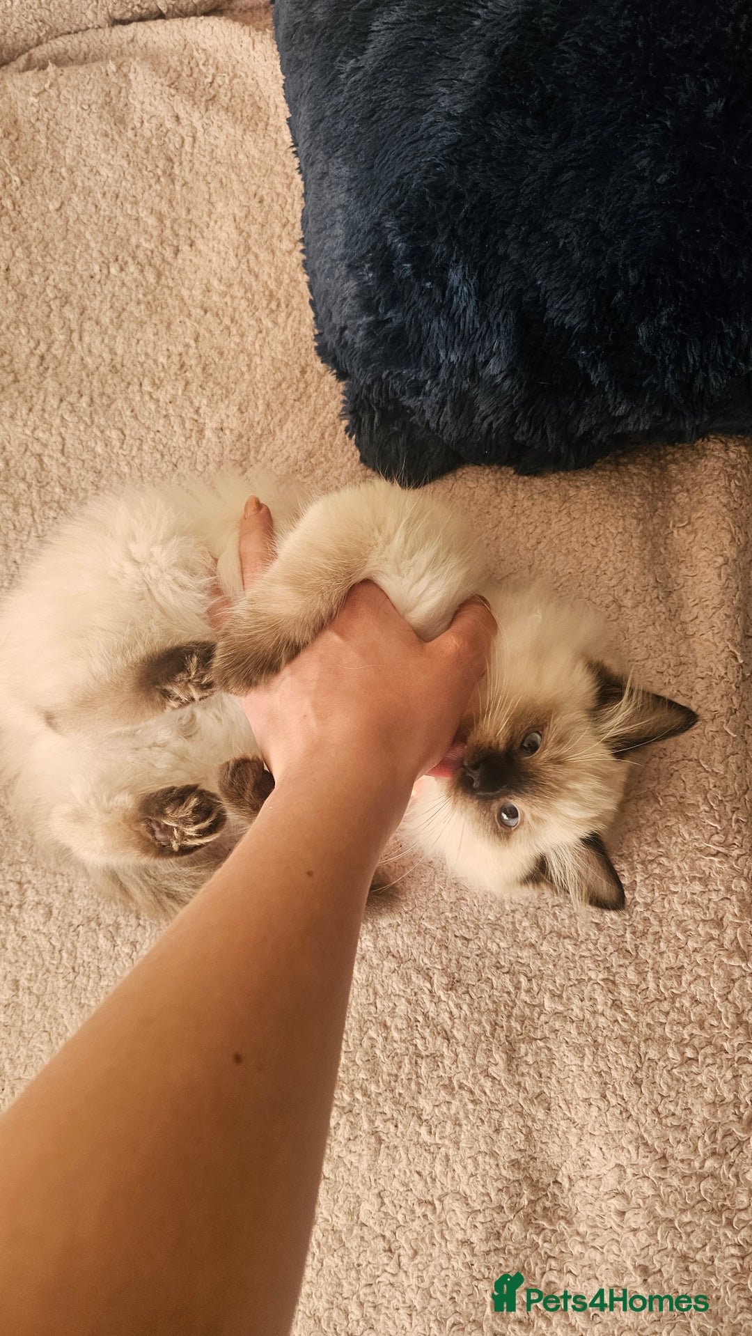 Ragdoll cats for sale: Ragdoll Kittens  - Image 3
