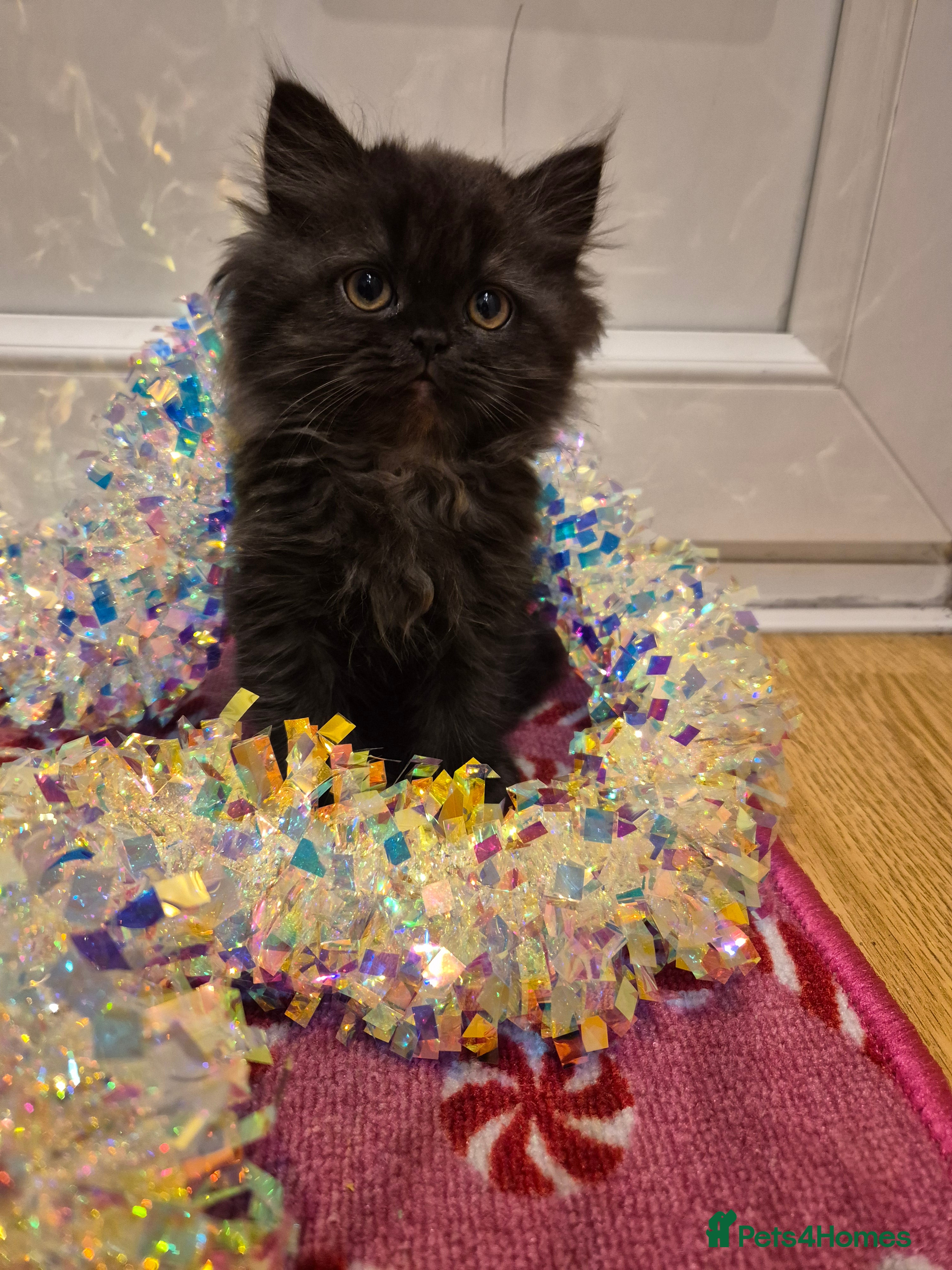 Persian cats GORGEOUS PURE PERSIAN BOY! AVAILABLE NOW! - Advert 5