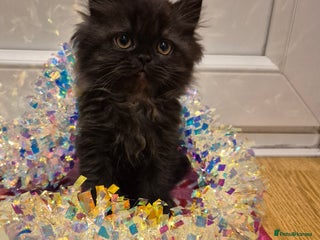 Persian cats GORGEOUS PURE PERSIAN BOY! AVAILABLE NOW! - Advert 2