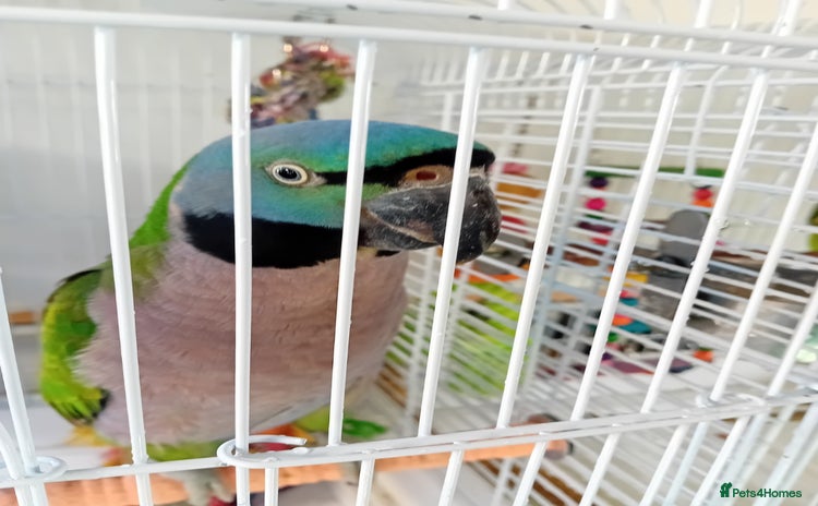 Parrots birds - Advert 7