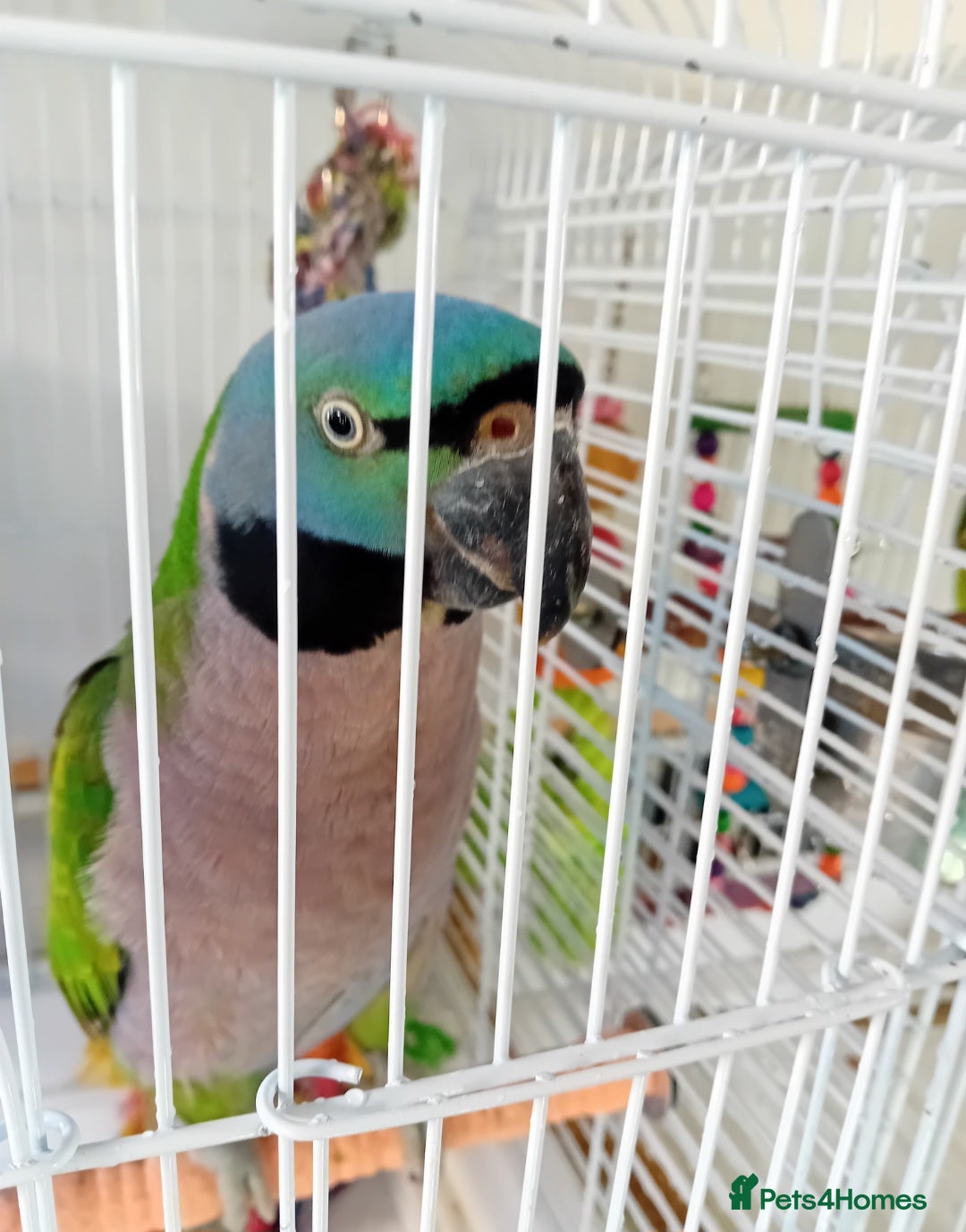Parrots birds for sale: Lord derbyan parrot - Image 1