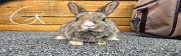 Mixed Breed rabbits for sale: Mixed breed rabbits  in Middlesbrough - Advert 3