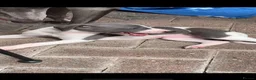 Whippet dogs for sale: Blue Kennel Club Registered Whippet pups - Advert 4