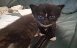 Domestic Shorthair cats for sale: Two beautiful looking male kittens  - Image 3
