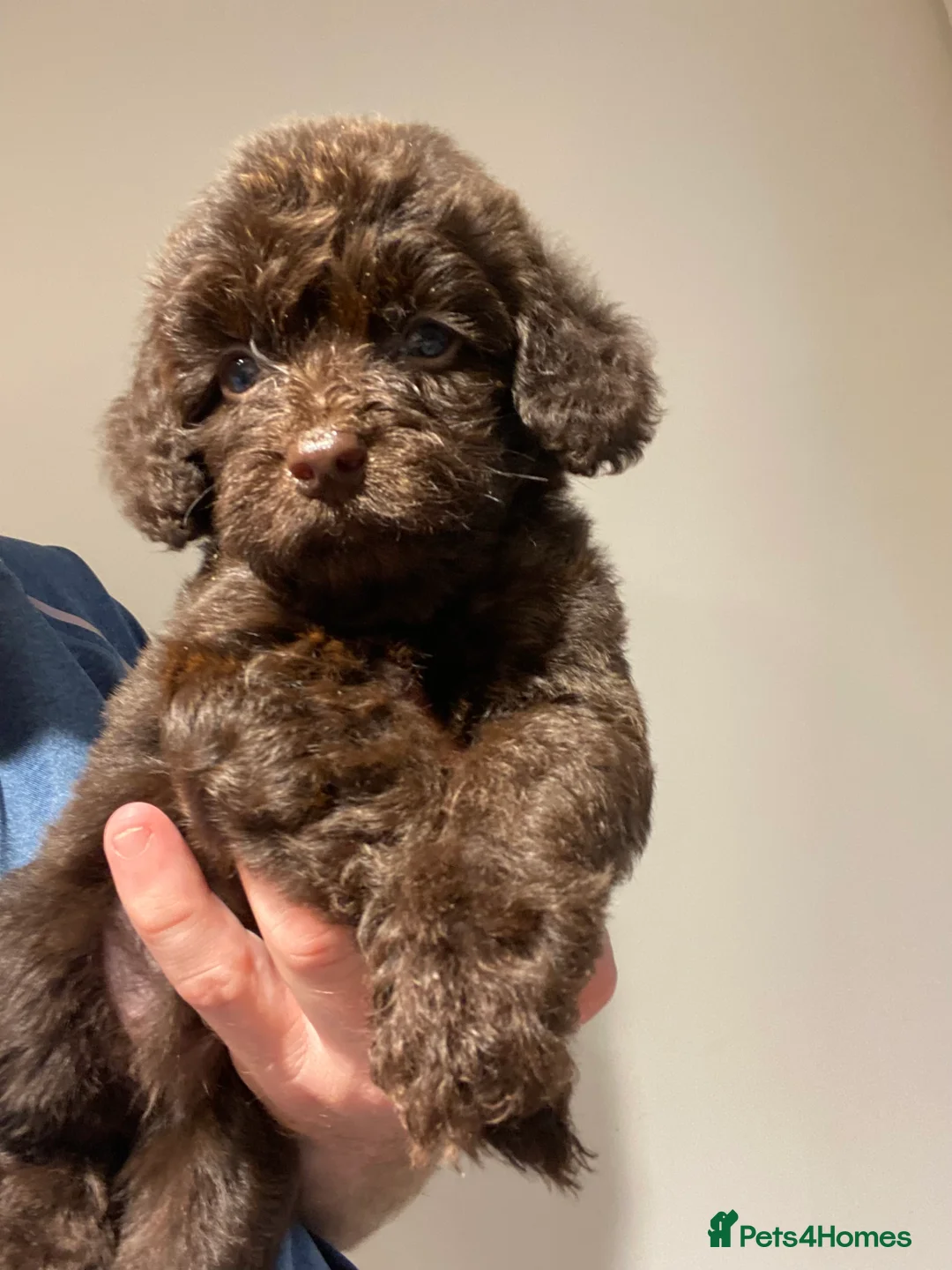 Poodle dogs for stud: FOR STUD Moyen Poodle (proven)  in Northampton - Advert 22