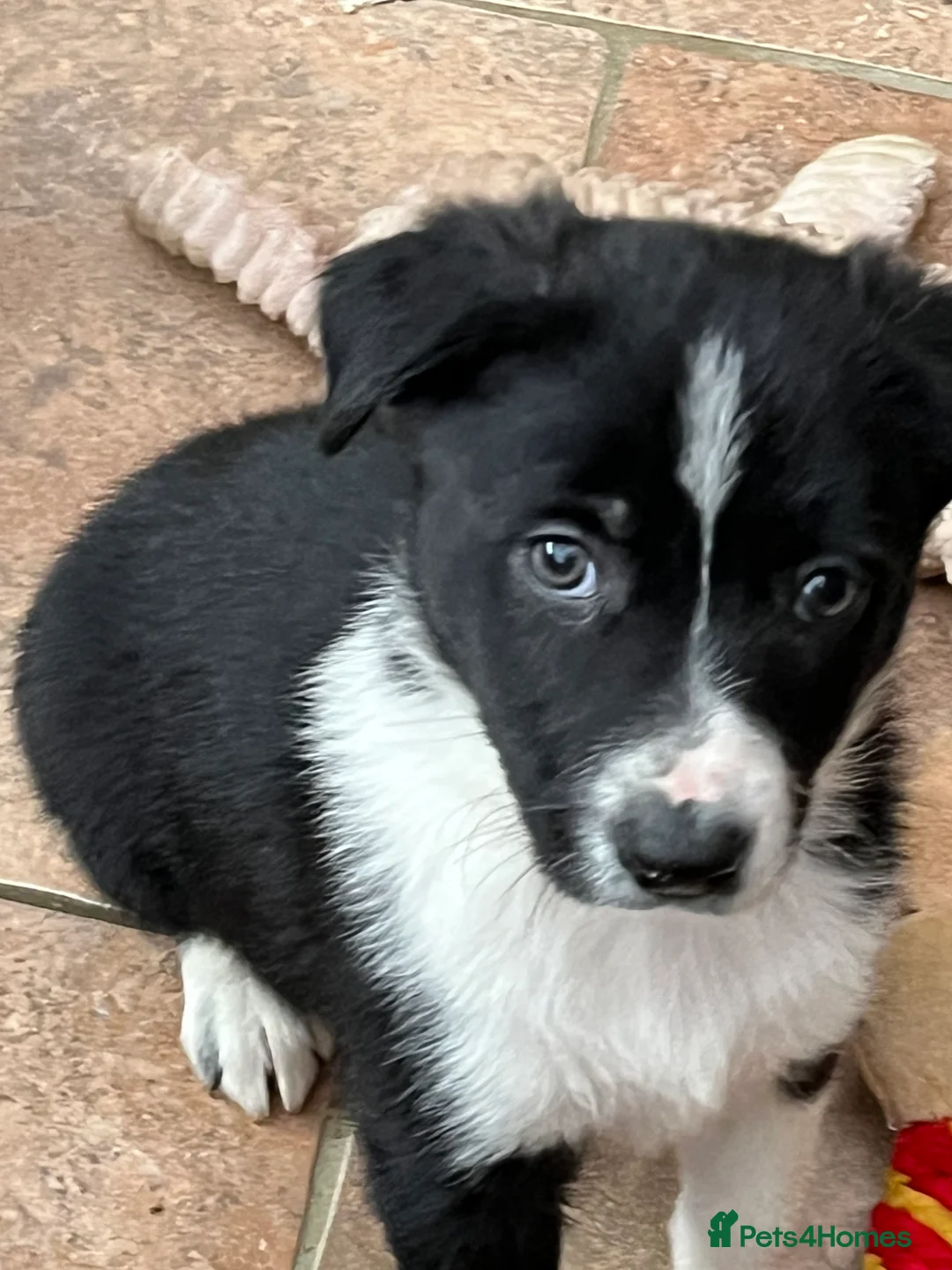 Border Collie dogs for sale: Border  collie pups. Mixed colours. - Advert 16