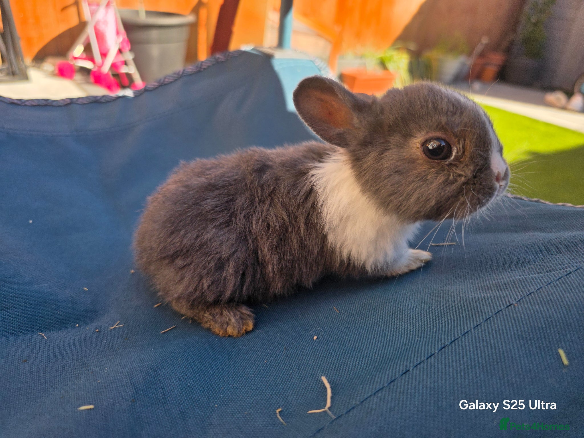 Dutch rabbits Adorable cute bunnies, male and female  - Advert 1