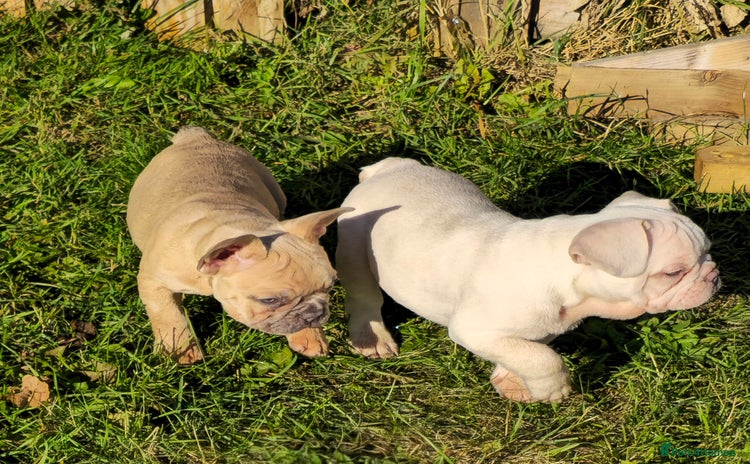French Bulldog dogs - Advert 6