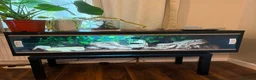 Garter Snake reptiles for sale: Garter snakes x2, with vivarium/full setup. - Advert 2