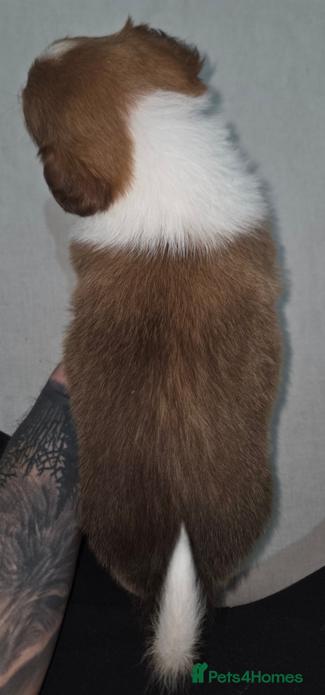 Border Collie dogs for sale: Beautiful tri colour border collie pups  - Advert 10