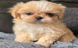 Shih Tzu dogs for sale: Ready now small/tiny Rare Brindle Imp Shih Tzu - Image 10