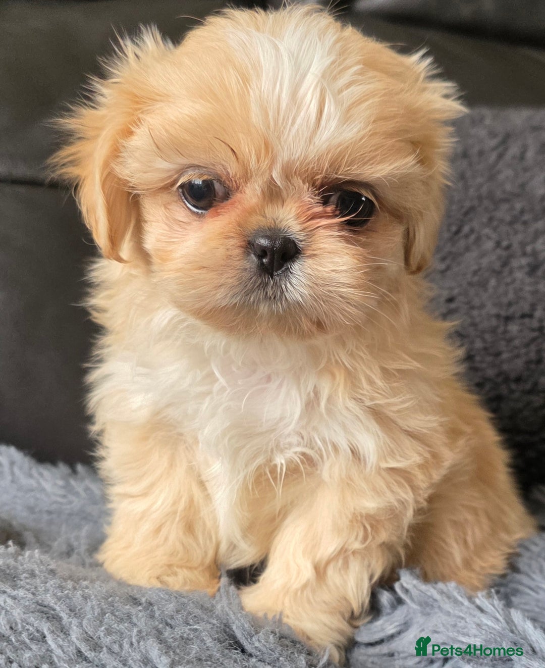 Shih Tzu dogs for sale: Ready now small/tiny Rare Brindle Imp Shih Tzu - Image 10