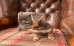 Jack Russell dogs for sale: Fantastic litter of miniature jr rare  colours  - Image 27